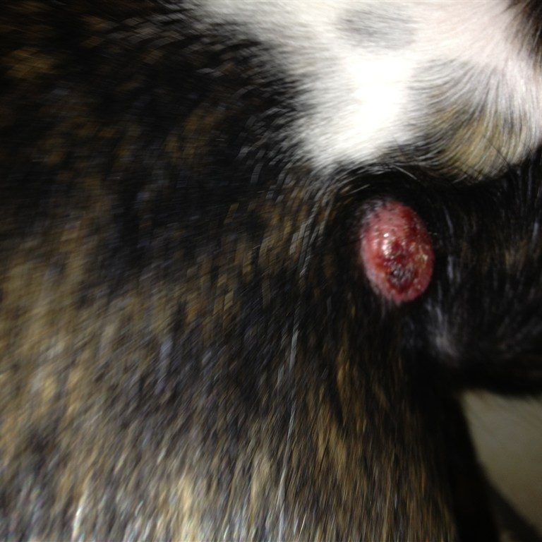 istiocitoma