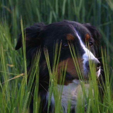 forasacchi-cani-foto-bepuppy-800x445