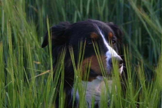 forasacchi-cani-foto-bepuppy-800x445