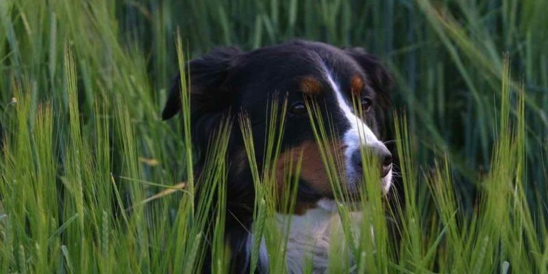 forasacchi-cani-foto-bepuppy-800x445