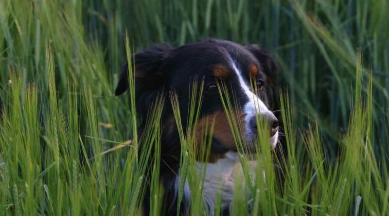 forasacchi-cani-foto-bepuppy-800x445