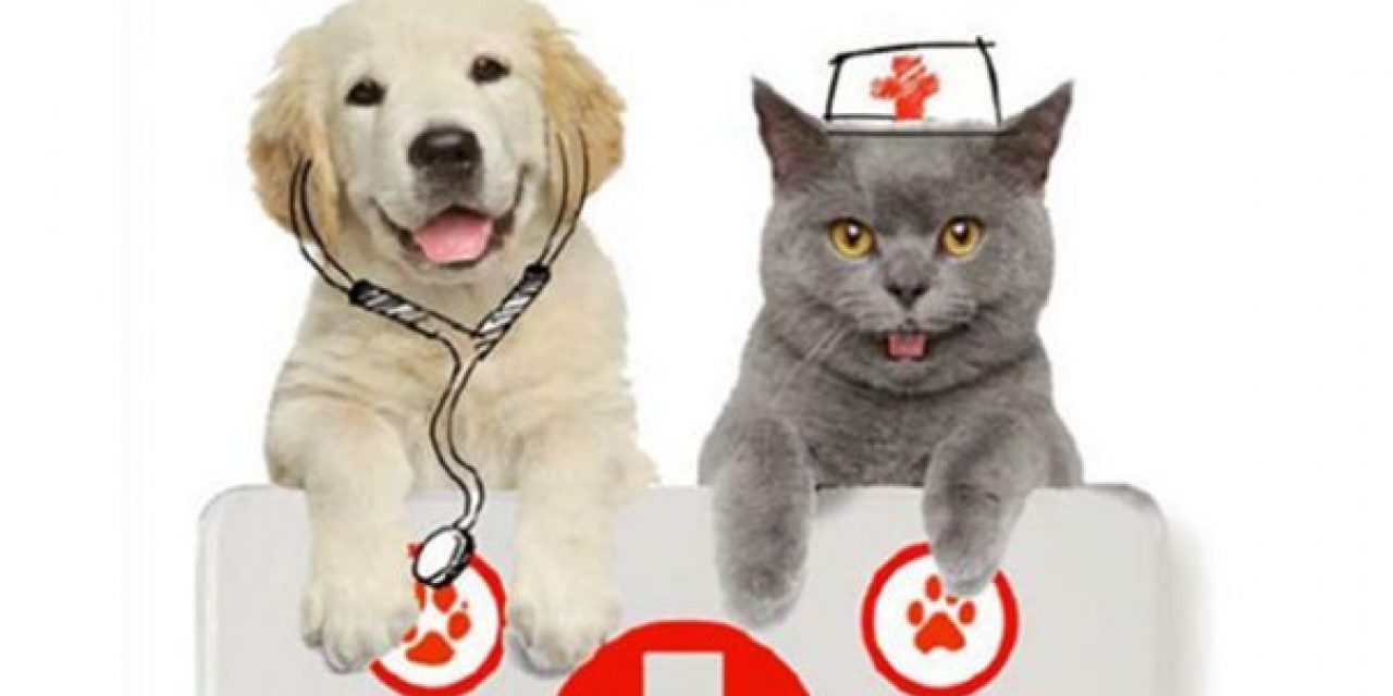 Cani e gatti- donatori di sangue