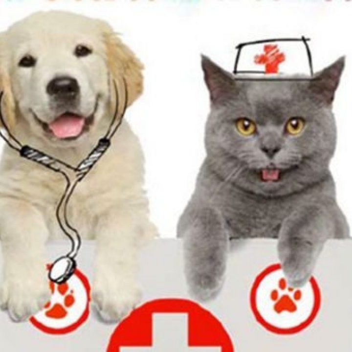 Cani e gatti- donatori di sangue