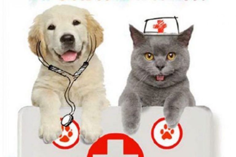 Cani e gatti- donatori di sangue