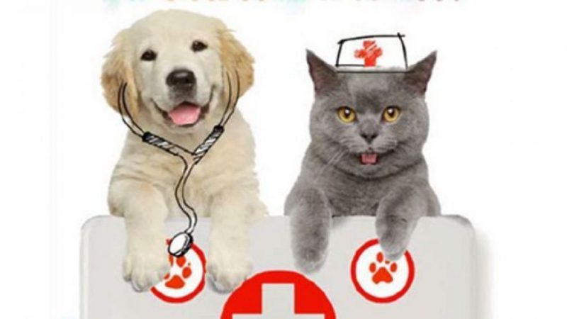 Cani e gatti- donatori di sangue