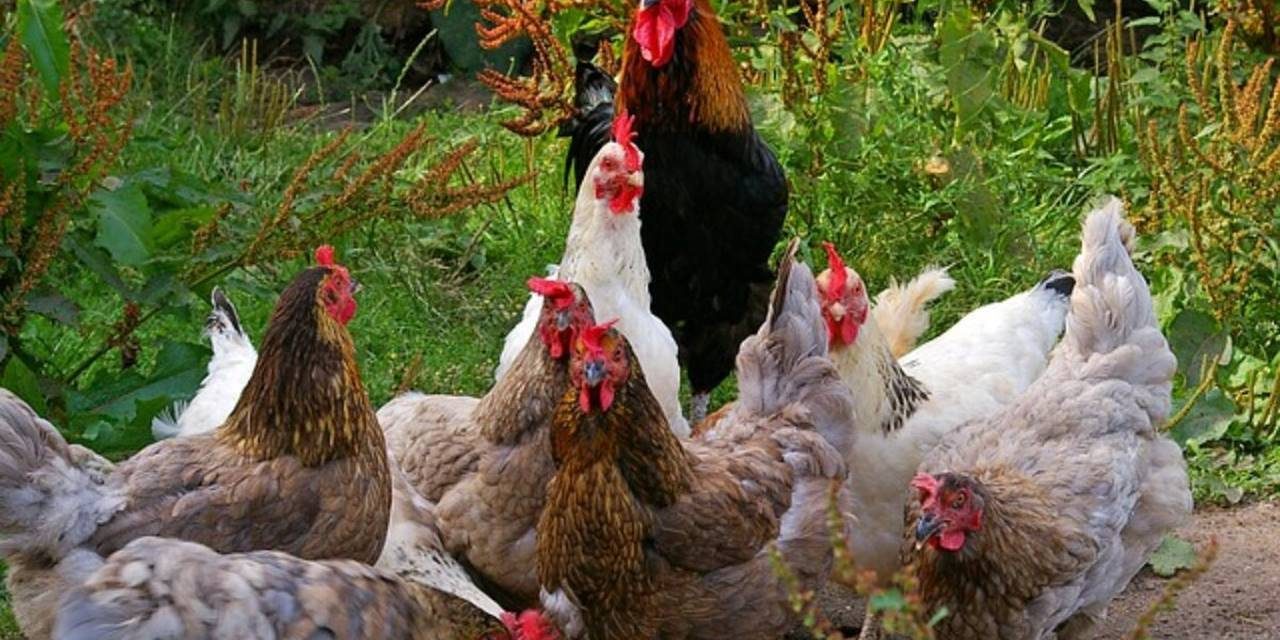galline_pet_therapy
