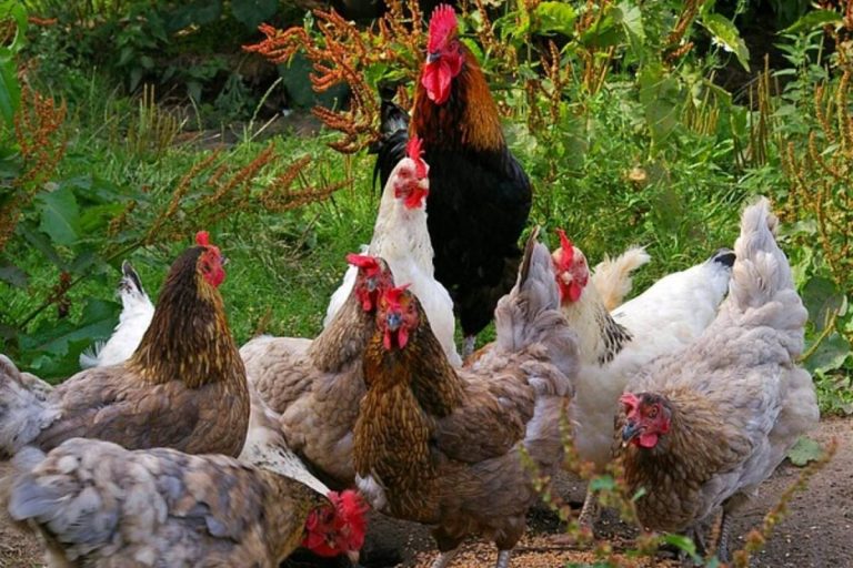 galline_pet_therapy