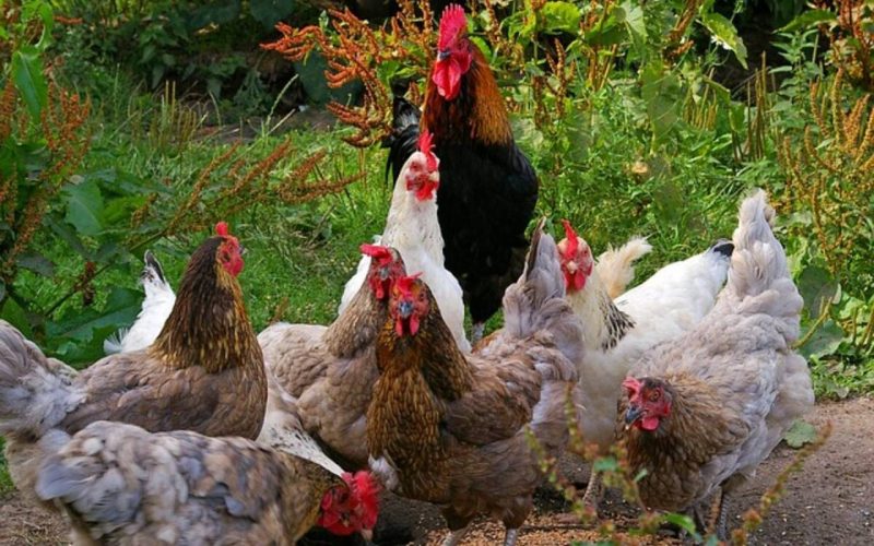 galline_pet_therapy