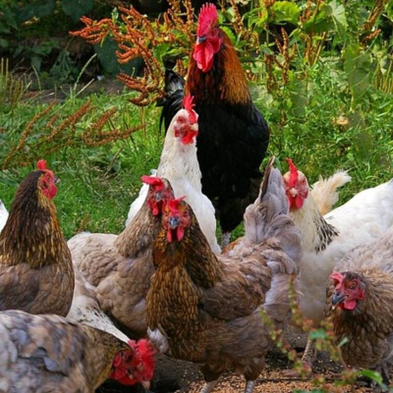 galline_pet_therapy
