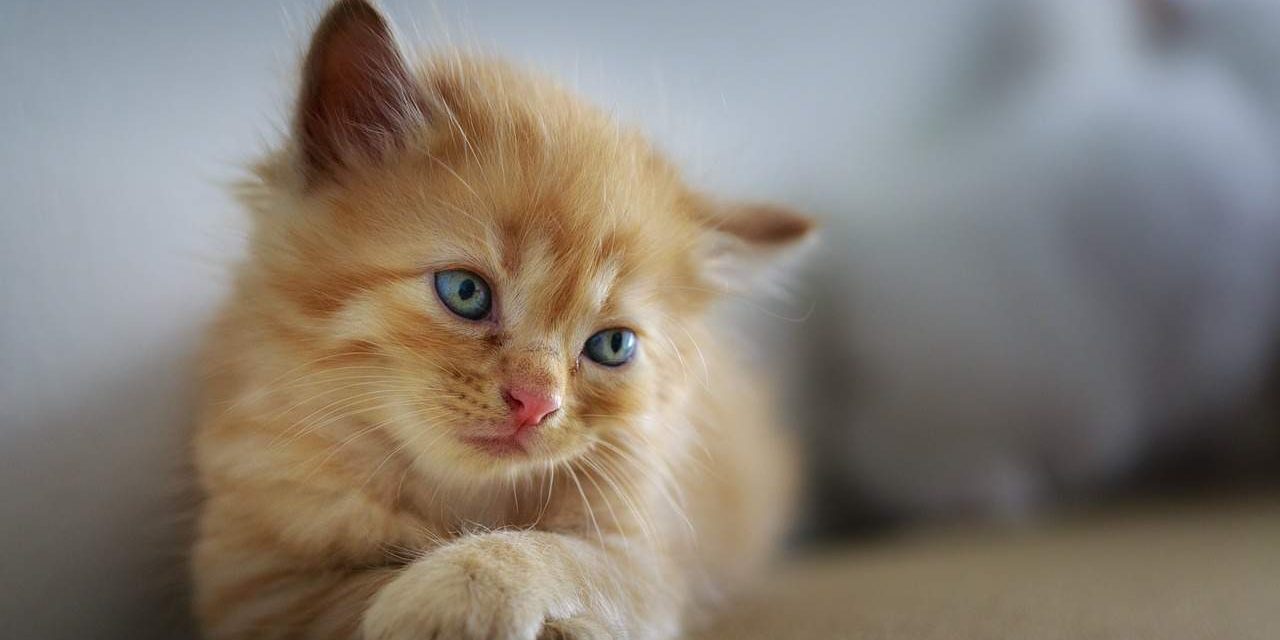 gatto