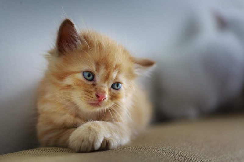 gatto