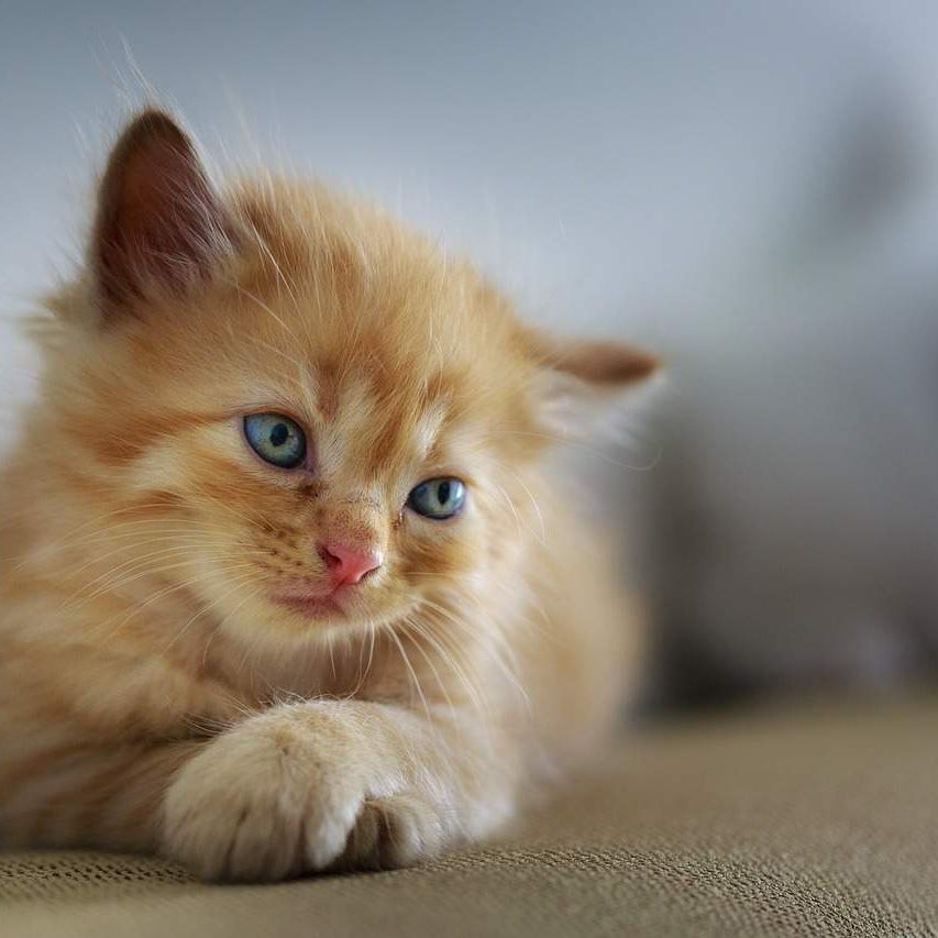 gatto
