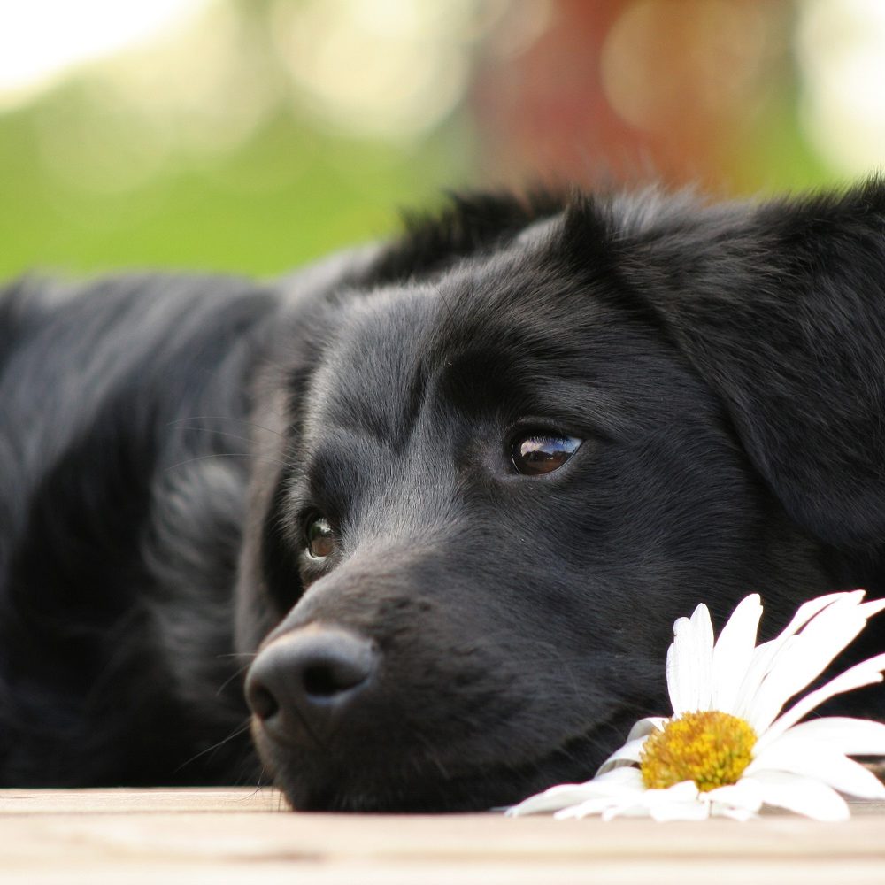 cane-castrazione
