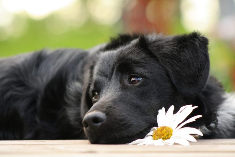 cane-castrazione