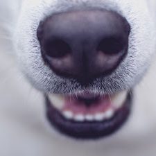 dentizione_cuccioli