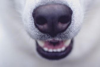 dentizione_cuccioli