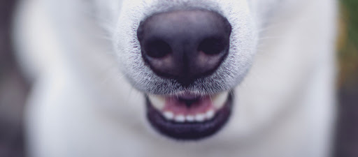 dentizione_cuccioli