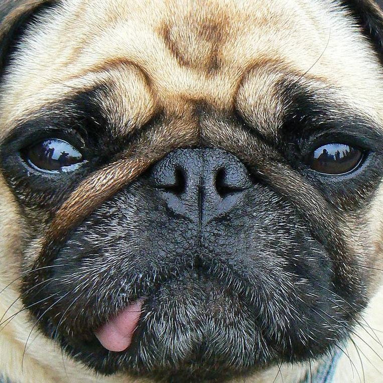carlino