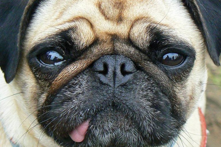 carlino
