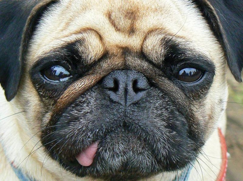 carlino