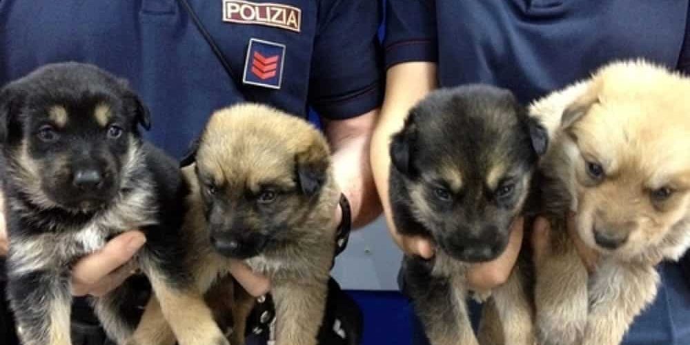 polizia-cuccioli-2