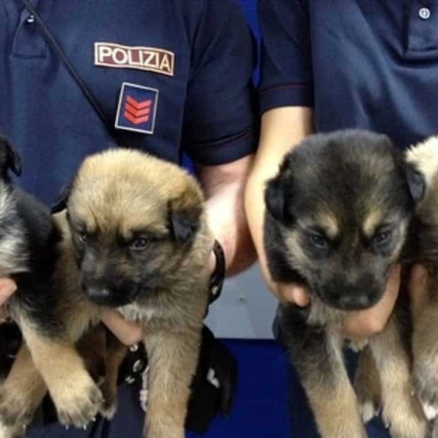 polizia-cuccioli-2