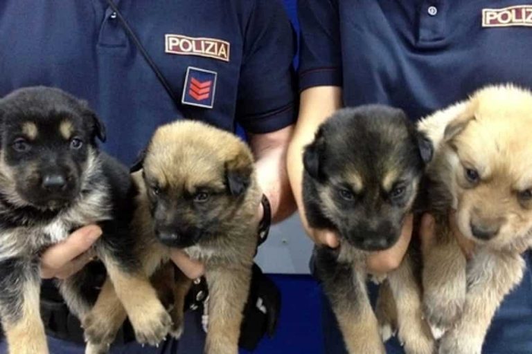 polizia-cuccioli-2