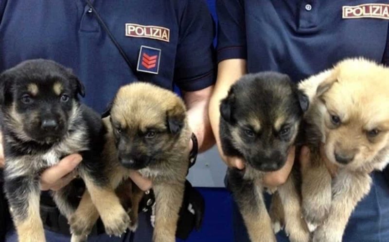 polizia-cuccioli-2