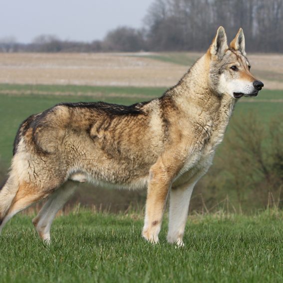 Cane-Lupo-Cecoslovacco