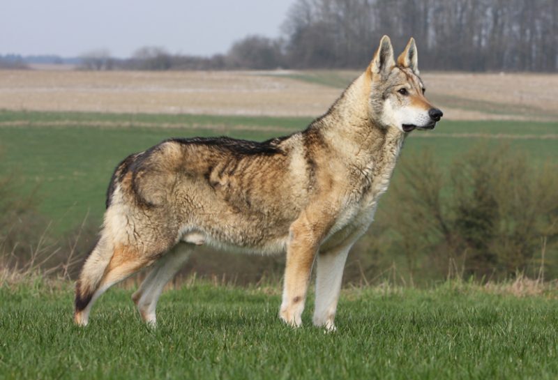 Cane-Lupo-Cecoslovacco