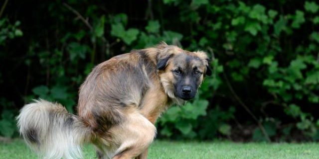 stitichezza-nel-cane