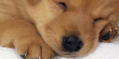cucciolo