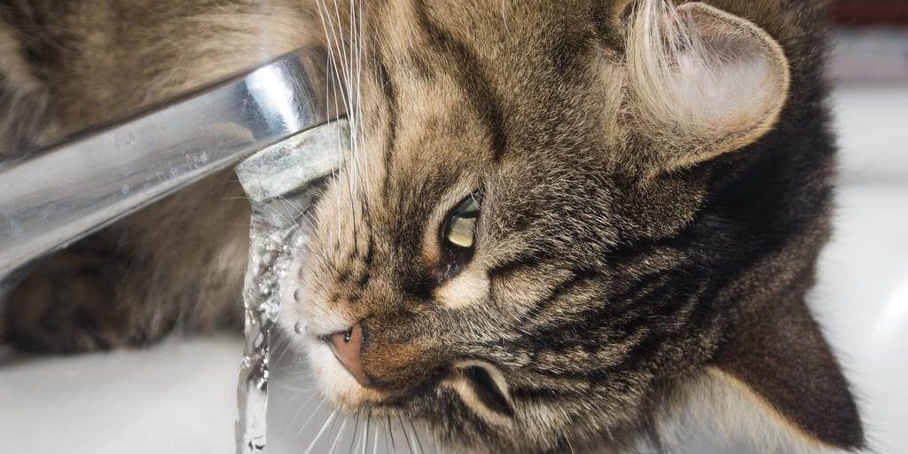 gatto_01