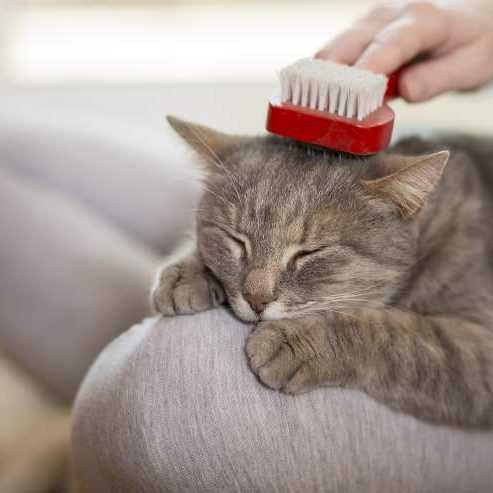 muta gatto