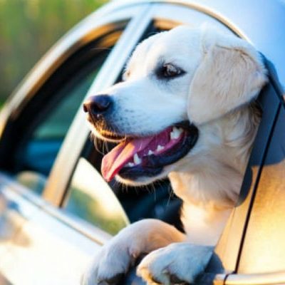 pericoli-estivi-per-i-cani-2