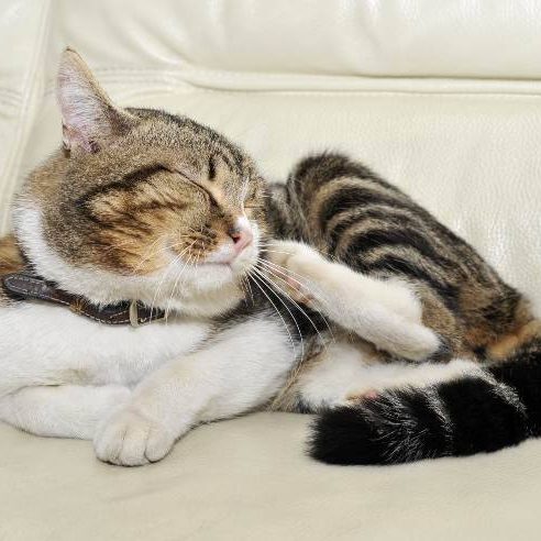 prurito-nel-gatto