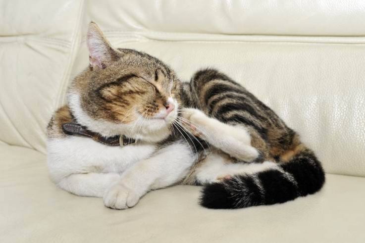 prurito-nel-gatto