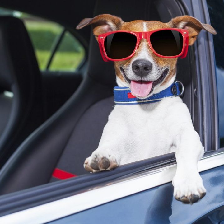 pet viaggiare