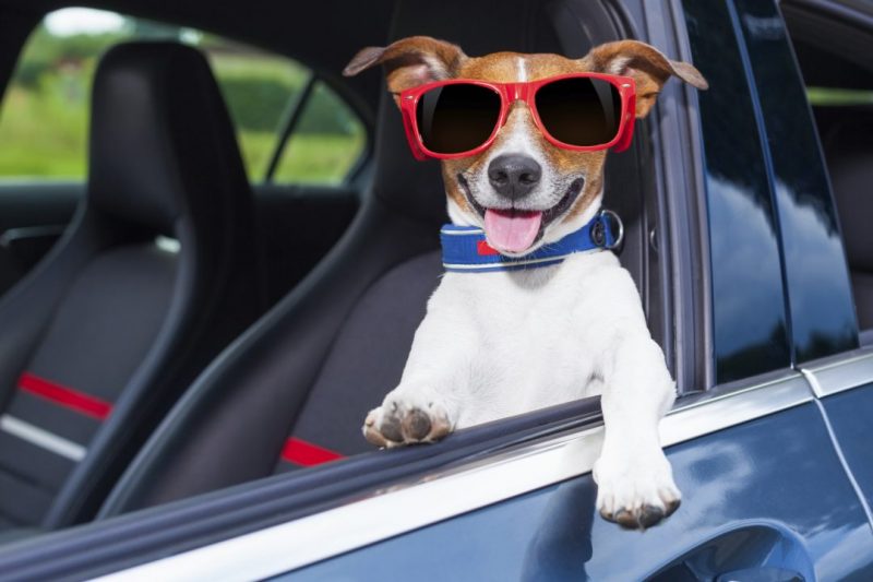 pet viaggiare