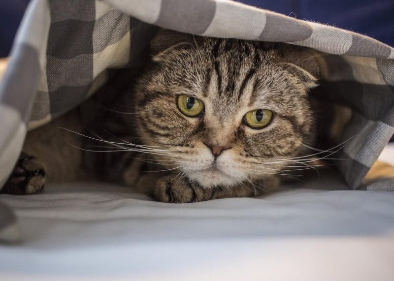 stress gatti