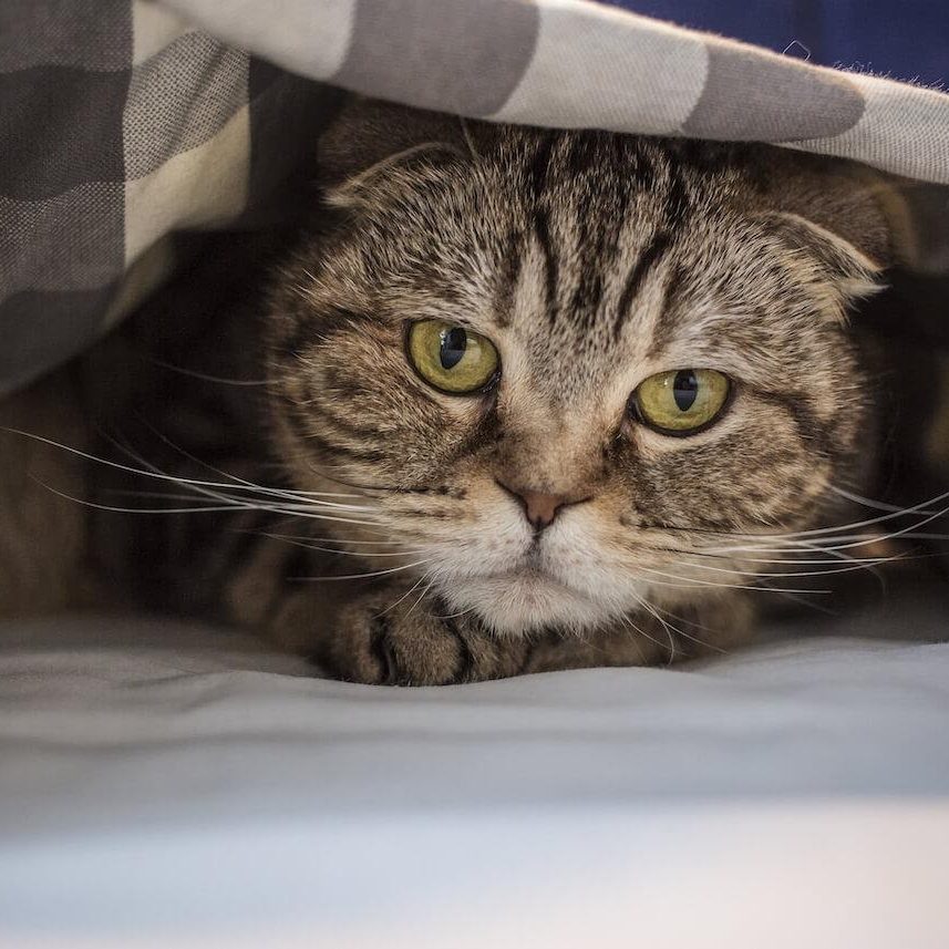 stress gatti