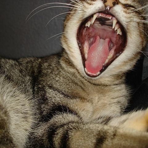 gatto