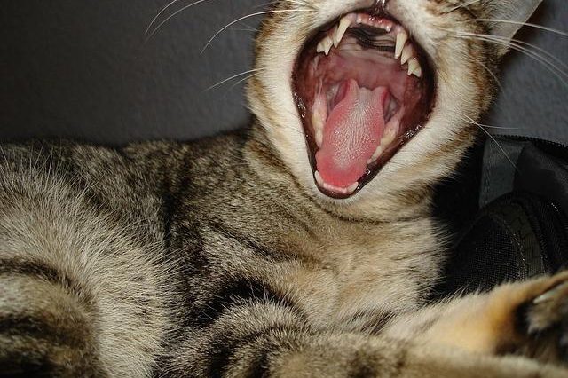 gatto