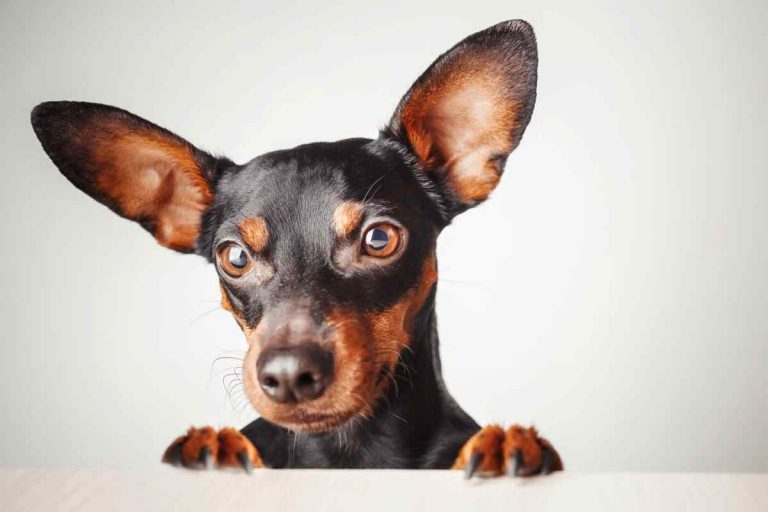 pinscher