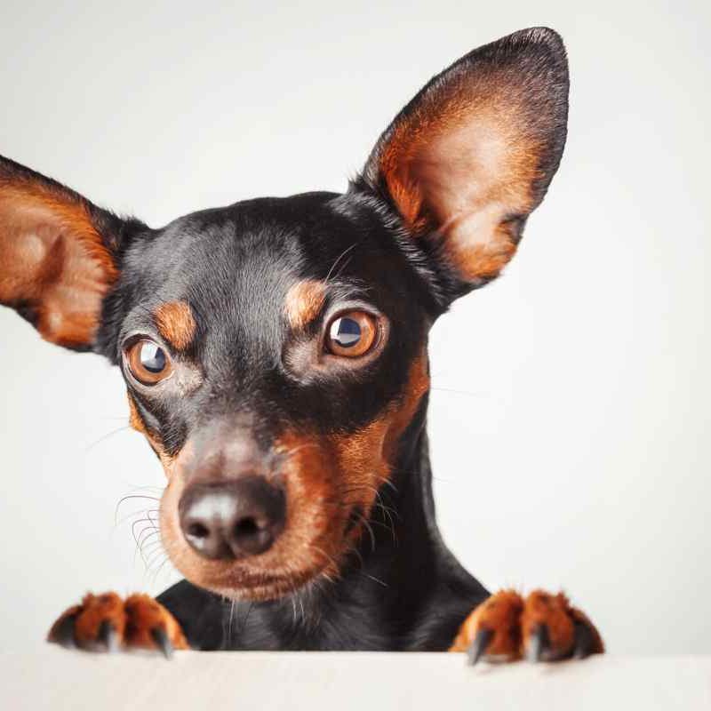 pinscher