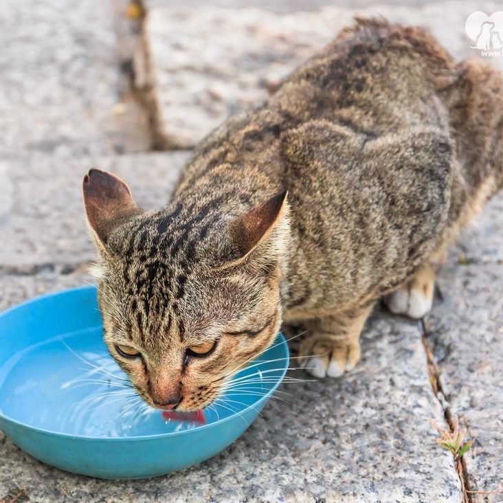 calcoli-renali-nel-gatto-cause-sintomi-razze-a-rischio-e-cure