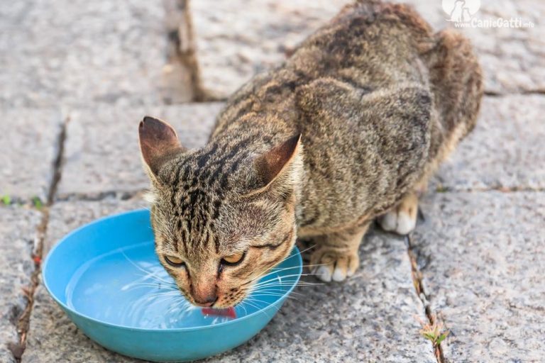 calcoli-renali-nel-gatto-cause-sintomi-razze-a-rischio-e-cure