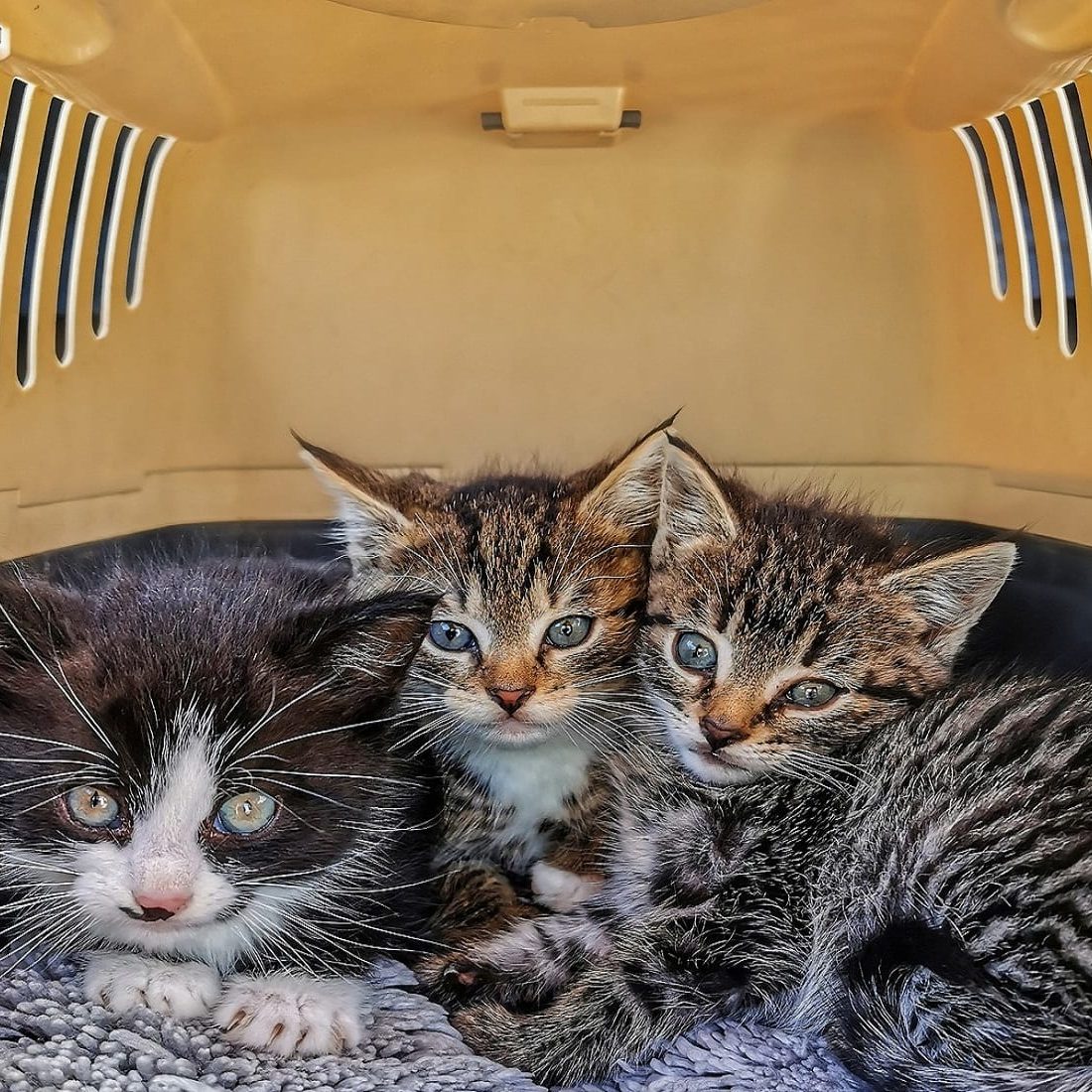 gatto-trasportino