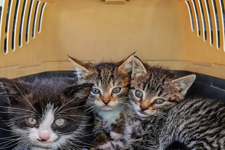 gatto-trasportino