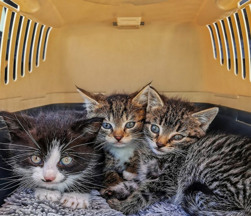 gatto-trasportino